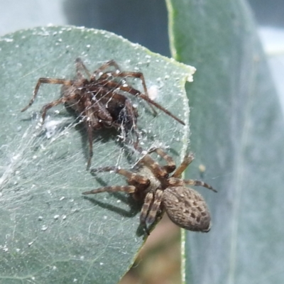 Badumna longinqua (Grey House Spider) at Acton, ACT - 30 Jan 2024 by HelenCross