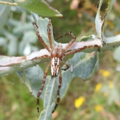 Plebs bradleyi (Enamelled spider) at Acton, ACT - 30 Jan 2024 by HelenCross