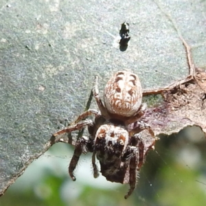 Opisthoncus sp. (genus) at Black Mountain Peninsula (PEN) - 30 Jan 2024 02:05 PM