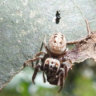 Opisthoncus sp. (genus) (Unidentified Opisthoncus jumping spider) at Black Mountain Peninsula (PEN) - 30 Jan 2024 by HelenCross
