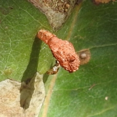 Hypertrophidae sp. (family) (Unidentified Twig Moth) at Black Mountain Peninsula (PEN) - 30 Jan 2024 by HelenCross