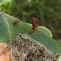 Hypertrophidae sp. (family) at Black Mountain Peninsula (PEN) - 30 Jan 2024