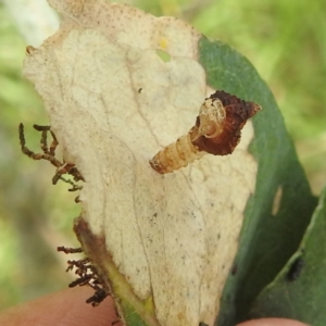 Hypertrophidae sp. (family) at Black Mountain Peninsula (PEN) - 30 Jan 2024