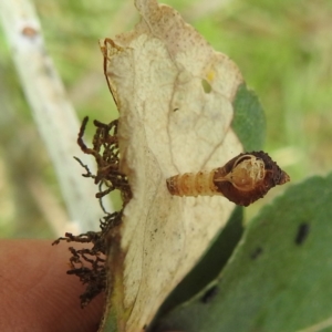 Hypertrophidae sp. (family) at Black Mountain Peninsula (PEN) - 30 Jan 2024