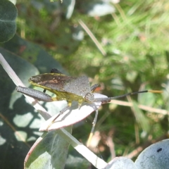 Amorbus sp. (genus) (Eucalyptus Tip bug) at Acton, ACT - 30 Jan 2024 by HelenCross