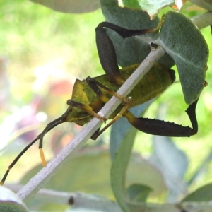 Amorbus sp. (genus) at Black Mountain Peninsula (PEN) - 30 Jan 2024