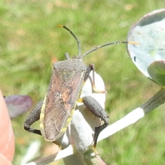 Amorbus sp. (genus) at Black Mountain Peninsula (PEN) - 30 Jan 2024