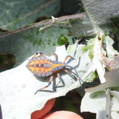 Amorbus obscuricornis (Eucalyptus Tip Wilter) at Acton, ACT - 30 Jan 2024 by HelenCross