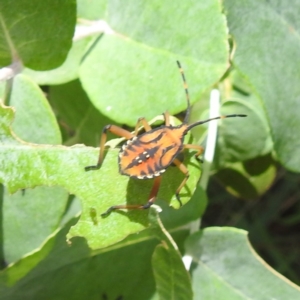 Amorbus obscuricornis at Lake Burley Griffin West - 30 Jan 2024 02:10 PM