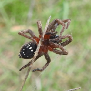 Mituliodon tarantulinus at Black Mountain Peninsula (PEN) - 30 Jan 2024