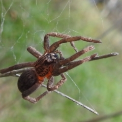 Mituliodon tarantulinus at Black Mountain Peninsula (PEN) - 30 Jan 2024