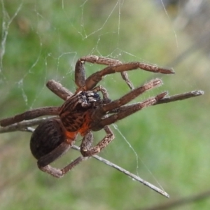 Mituliodon tarantulinus at Undefined Area - 30 Jan 2024 02:14 PM