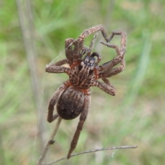 Mituliodon tarantulinus at Black Mountain Peninsula (PEN) - 30 Jan 2024