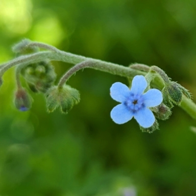 Cynoglossum australe (Australian Forget-me-not) at McQuoids Hill - 30 Jan 2024 by HelenCross