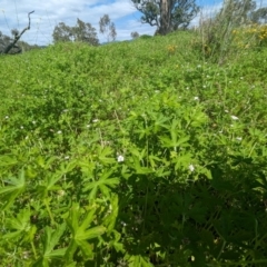 Geranium sp. at McQuoids Hill - 30 Jan 2024