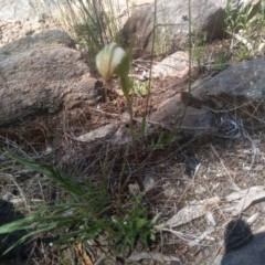 Diplodium ampliatum (Large Autumn Greenhood) at Cooma, NSW - 30 Jan 2024 by mahargiani