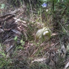 Diplodium ampliatum (Large Autumn Greenhood) at Cooma North Ridge Reserve - 30 Jan 2024 by mahargiani