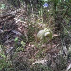 Diplodium ampliatum at Cooma North Ridge Reserve - 30 Jan 2024