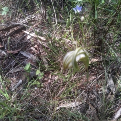 Diplodium ampliatum (Large Autumn Greenhood) at Cooma North Ridge Reserve - 30 Jan 2024 by mahargiani