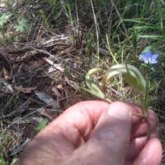 Diplodium ampliatum at Cooma North Ridge Reserve - 30 Jan 2024