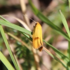 Endeolena xanthiella (Concealer moth (Wingia group)) at Harolds Cross, NSW - 28 Jan 2024 by Csteele4