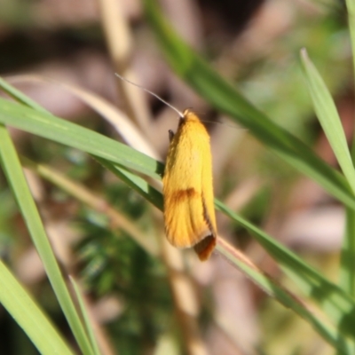 Endeolena xanthiella (Concealer moth (Wingia group)) at Tallaganda State Forest - 28 Jan 2024 by Csteele4