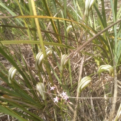 Diplodium ampliatum (Large Autumn Greenhood) at Cooma North Ridge Reserve - 30 Jan 2024 by mahargiani