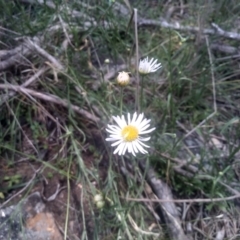 Brachyscome aculeata (Hill Daisy) at Cooma, NSW - 30 Jan 2024 by mahargiani