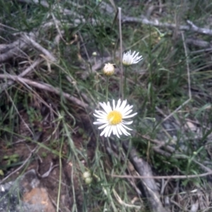 Brachyscome aculeata at Cooma North Ridge Reserve - 30 Jan 2024 02:08 PM