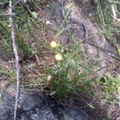 Brachyscome aculeata at Cooma North Ridge Reserve - 30 Jan 2024 02:08 PM