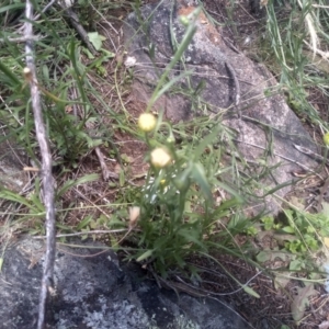 Brachyscome aculeata at Cooma North Ridge Reserve - 30 Jan 2024 02:08 PM