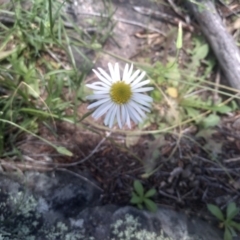 Brachyscome aculeata at Cooma North Ridge Reserve - 30 Jan 2024 02:08 PM