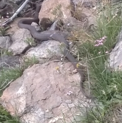 Pseudonaja textilis (Eastern Brown Snake) at Cooma North Ridge Reserve - 30 Jan 2024 by mahargiani