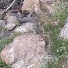 Pseudonaja textilis (Eastern Brown Snake) at Cooma, NSW - 30 Jan 2024 by mahargiani