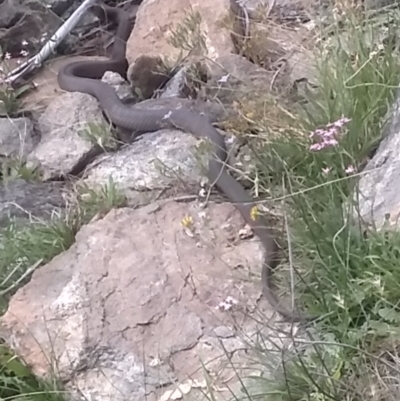 Pseudonaja textilis (Eastern Brown Snake) at Cooma, NSW - 30 Jan 2024 by mahargiani