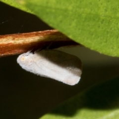 Anzora unicolor (Grey Planthopper) at Hawker, ACT - 23 Jan 2024 by AlisonMilton