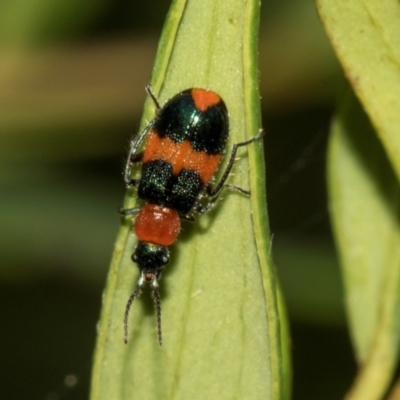 Aulacophora hilaris (Pumpkin Beetle) at Higgins, ACT - 23 Jan 2024 by AlisonMilton