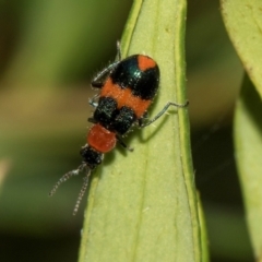 Aulacophora hilaris at Higgins, ACT - 23 Jan 2024