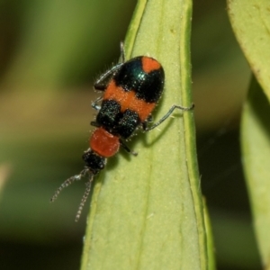 Aulacophora hilaris at Higgins, ACT - 23 Jan 2024