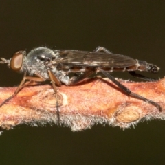 Therevidae (family) (Unidentified stiletto fly) at Higgins, ACT - 23 Jan 2024 by AlisonMilton