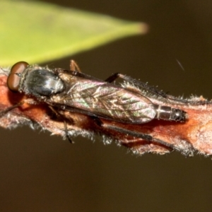 Therevidae (family) at Higgins, ACT - 23 Jan 2024 10:03 AM