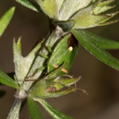 Ocirrhoe unimaculata (Green Stink Bug) at Higgins, ACT - 23 Jan 2024 by AlisonMilton