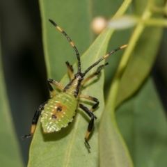 Amorbus alternatus (Eucalyptus Tip Bug) at Hawker, ACT - 23 Jan 2024 by AlisonMilton