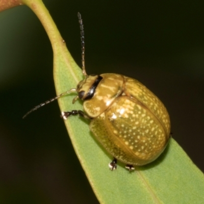 Paropsisterna cloelia (Eucalyptus variegated beetle) at Hawker, ACT - 23 Jan 2024 by AlisonMilton