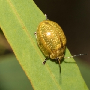 Paropsisterna cloelia at Hawker, ACT - 23 Jan 2024