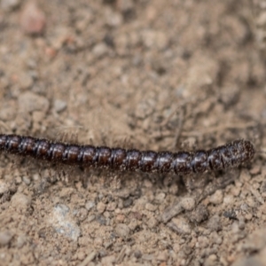 Paradoxosomatidae sp. (family) at Higgins, ACT - 23 Jan 2024