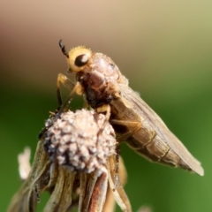 Inopus sp. (genus) (A sugarcane fly) at Red Hill to Yarralumla Creek - 30 Jan 2024 by LisaH