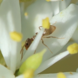 Dolichoderinae (subfamily) at Hughes Grassy Woodland - 30 Jan 2024 05:36 PM