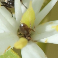 Dolichoderinae (subfamily) at Hughes Grassy Woodland - 30 Jan 2024 05:36 PM