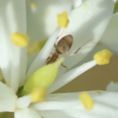 Dolichoderinae (subfamily) at Hughes Grassy Woodland - 30 Jan 2024